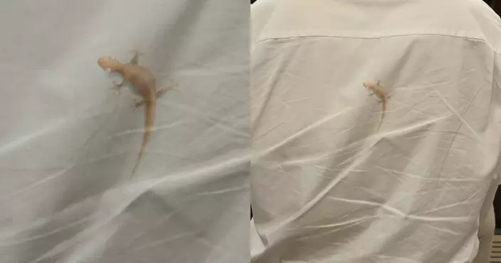 港鐵男乘客襯衫上有「一昆蟲」嚇窒途人 港女欲衝前提醒驚覺其實是⋯⋯