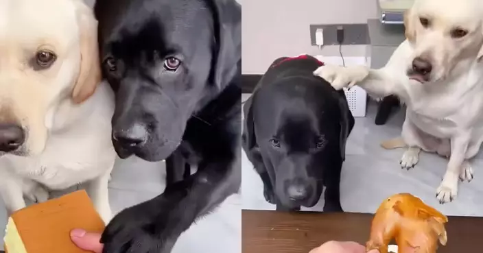 飼主故意偏心先放飯 善良白狗仔竟攔住示意：先給小黑吃才公平！