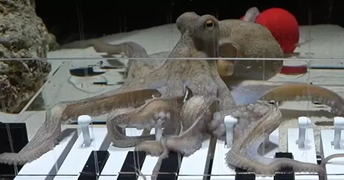 有片！瑞典音樂家教識八爪魚彈鋼琴 六個月竟能合奏 創意教學引關注