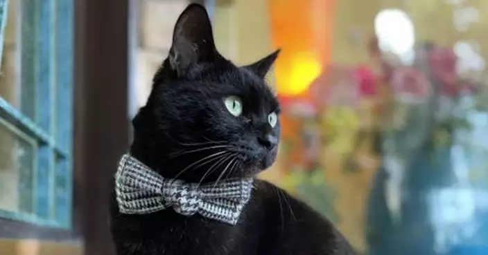 廣島美術館傳奇黑貓Ken醬離世 曾創7萬觀展紀錄 館方擬辦追悼特展