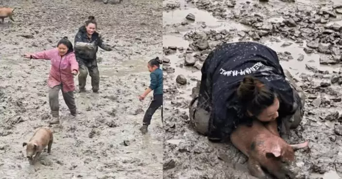 貴州一村慶豐收辦「抓豬比賽」 女子組飛身壓擒 網友驚嘆：巾幗不讓鬚眉