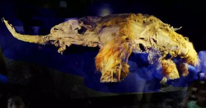 RNA解鎖滅絕物種生理密碼 長毛象尤卡「雄性身份」終獲證實