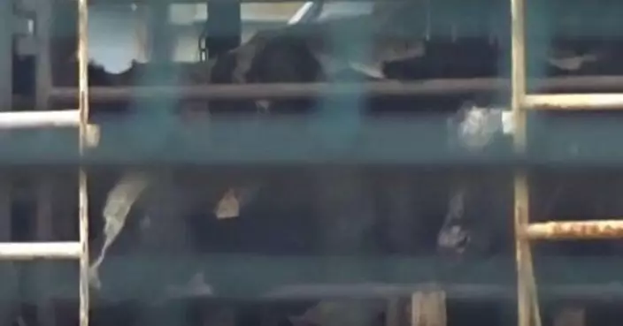 海上畜獄58天！2901頭牛與糞屍共處 土耳其拒靠港釀人道危機