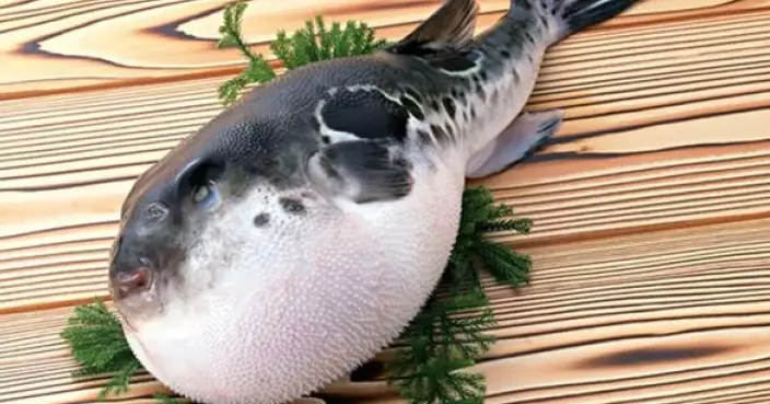 貪鮮釀禍！廣島5人聚餐吃無證河豚  8旬長者中毒住院