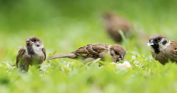 觀鳥會公布全港麻雀普查 市區料有逾22萬隻元朗區密度最高