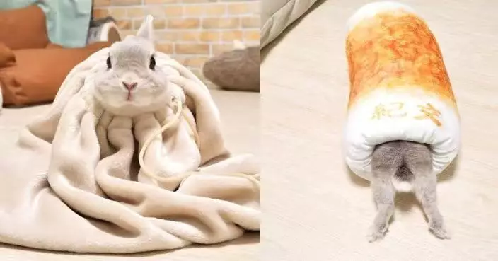 鑽入竹輪軟墊僅露出頭腳 可愛兔仔「過冬模式」萌翻網民