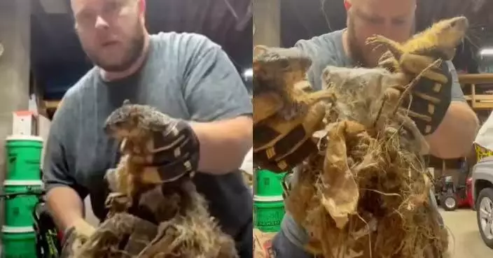 門口驚見「移動毛團」 美漢見兩隻松鼠尾巴黏成一團速幫手助脫困