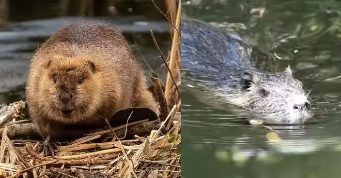 捷克水壩工程擱置7年 8隻河狸48小時神速完成為政府慳千萬預算