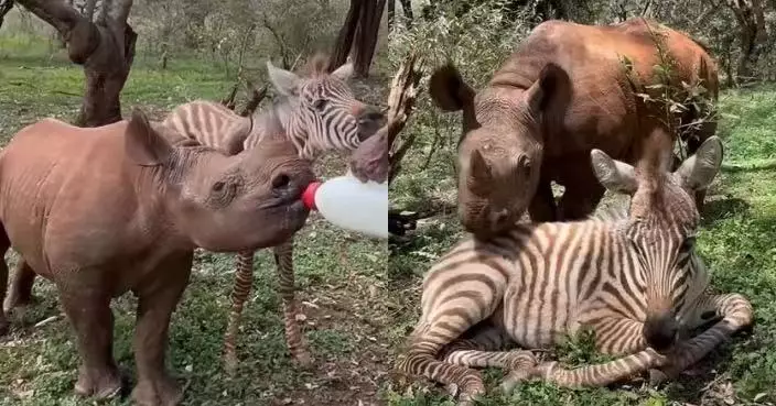 同遭遇喪母相依為命 肯雅保育中心犀牛與斑馬BB互相陪伴成彼此「最溫暖朋友」