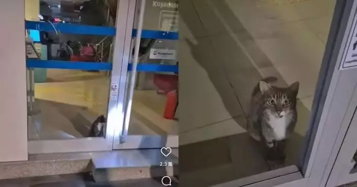 土耳其銀行防盜警報深夜突響 警員全副武裝到場逮捕「毛茸茸嫌犯」