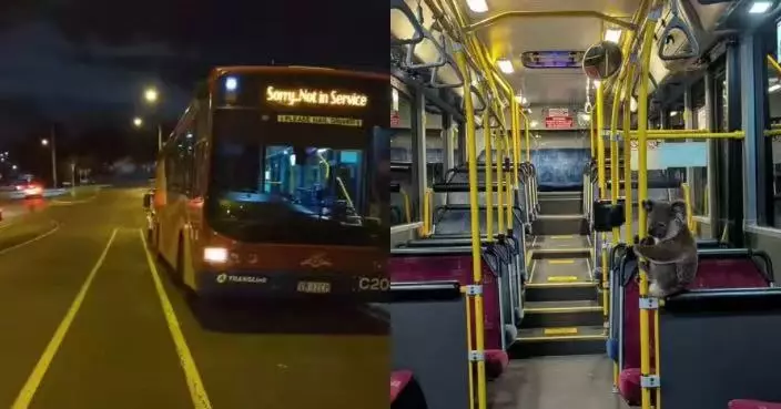 誤闖繁忙馬路獲巴士司機抱上車 樹熊乖巧抱扶手等救援萌爆全網