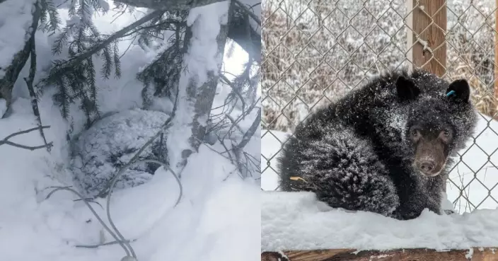 零下34度街頭徘徊 受寒小熊加拿大體力不支倒地獲熱心市民聯同義工及時救援脫險