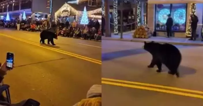 美國野生黑熊闖入聖誕遊行成「最搶鏡嘉賓」？ 野生動物局籲民眾保持距離