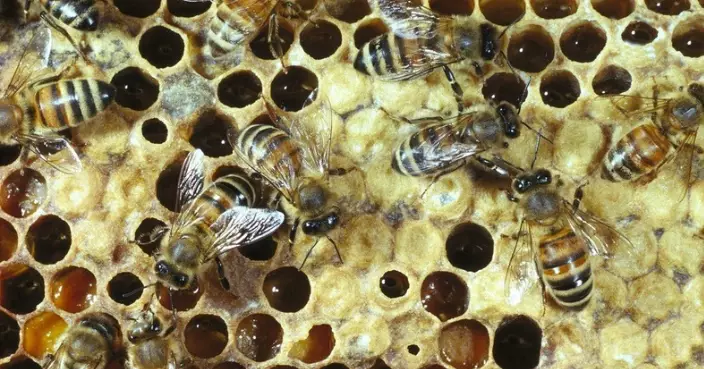 泰學生獲老師指示燒蜂巢遇爆炸 全身逾5成燒傷 校方拒負責惹眾怒