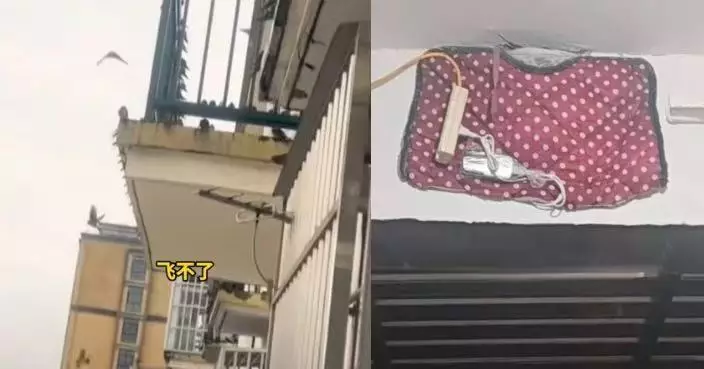 年老燕子無力南遷 河北暖心屋主為燕巢加裝「電熱毯」助度寒冬