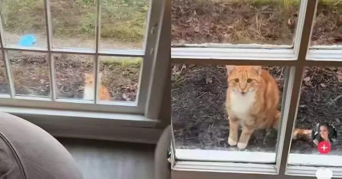 每日準時現身窗外報到 流浪橘貓乖巧「踏步」萌化女屋主