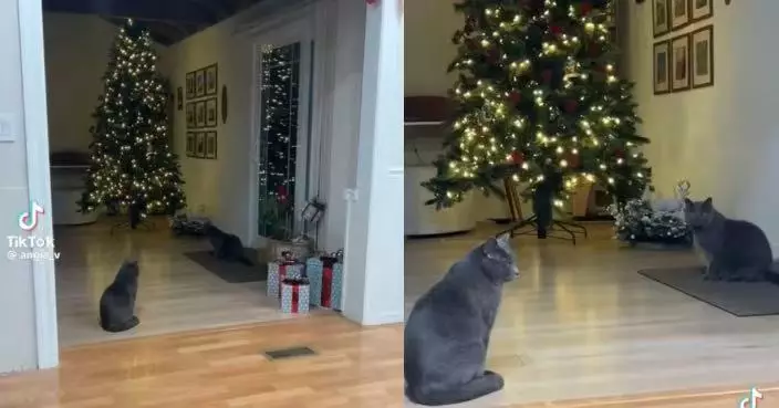 失蹤1年後突自行返家 寵物貓見家中已養一模一樣灰貓傻眼