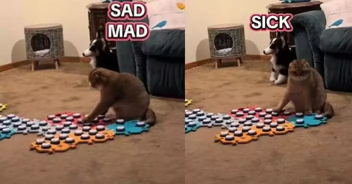 察覺飼主準備外出 摺耳貓按寵物發聲按鈕表達憂慮萌翻網民