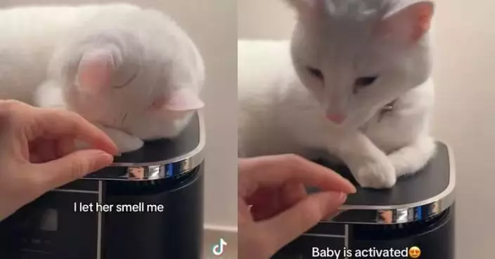 患聽覺障礙無法聽見聲音 白貓靠「氣味辨識」起床迎接飼主萌翻網民