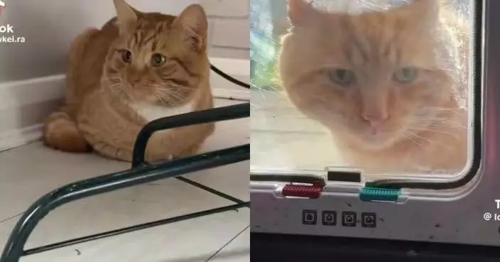 冒牌橘貓闖家中淡定坐聖誕樹下 英女飼主見愛貓被鎖門外傻眼