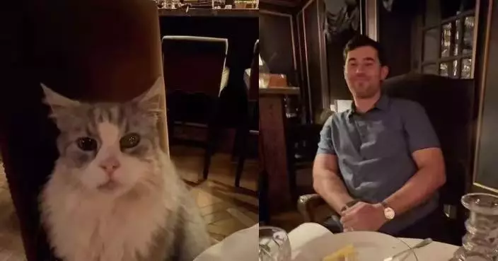 享用燭光晚餐遭「不速之客」打斷 情侶見小貓霸氣「入座」哭笑不得