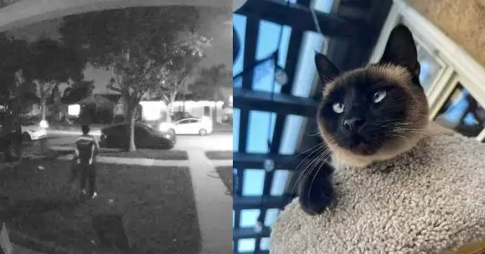 家中寵物貓突失蹤 美國女睇監控驚見送貨員派件順手抓走心碎報警