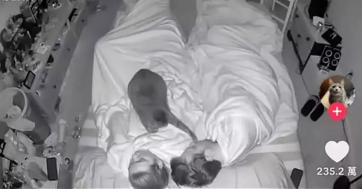 貓貓固定凌晨4時半喵喵叫喚醒全家 飼主憂生病裝監控揭怕孤單找陪玩