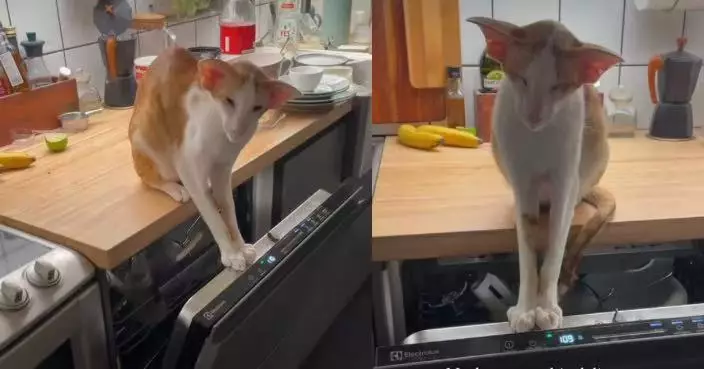 冬天靠洗碗機蒸氣取暖 東方短毛貓趴入口享受「暖腳SPA」