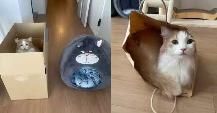 貴價貓窩被晾一邊變擺設 日飼主見橘白貓執意「入住」紙箱哭笑不得