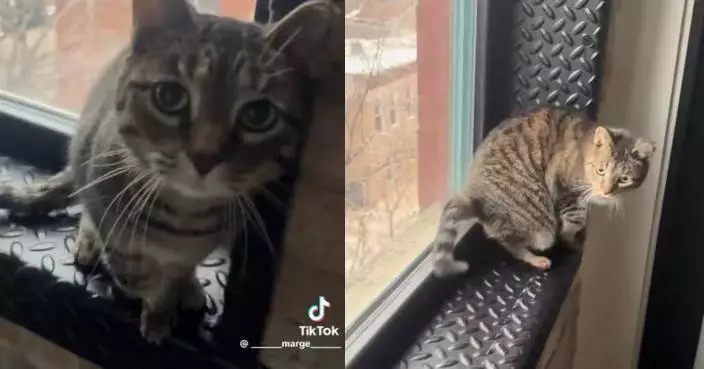 為博關注上演跛腳戲碼 戲精虎斑貓獲主人關心安撫秒恢復正常惹爆笑