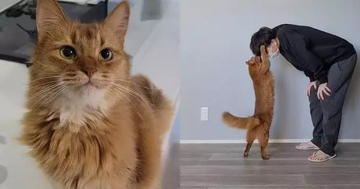 連續工作3天太疲憊 日飼主返家獲愛貓搭肩摸頭安慰感窩心