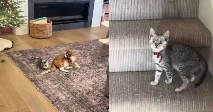 雙眼被摘除仍堅強成長 失明小貓靠聲音辨別同伴位置獲取安全感