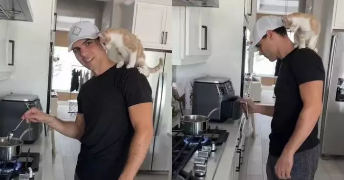 不滿被冷落 黏人小貓化身「監工」站飼主肩膀陪下廚萌爆網民