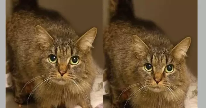 歷「世紀颱風」失蹤443天 美國寵物貓因植有晶片奇蹟重返主人身邊