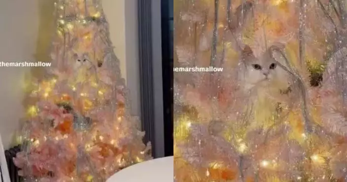 藏聖誕樹定格不動 白色波斯貓自以為「完美隱身」卻遭飼主一眼識破