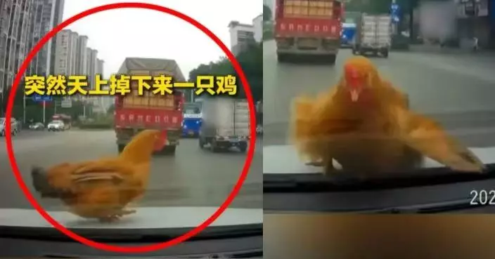 駕車遇「天降活雞」站車頭拒離開 廣西女尋找飼主無果索性收編