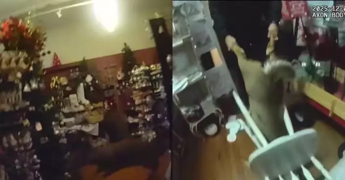 野生馴鹿亂闖聖誕商店卡椅子動彈不得 警員救出笑言：來找雪橇？