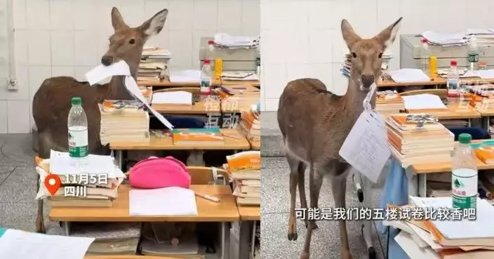 四川校園小鹿闖課室偷啃考試卷 網民爆笑：知識點都吃透了！