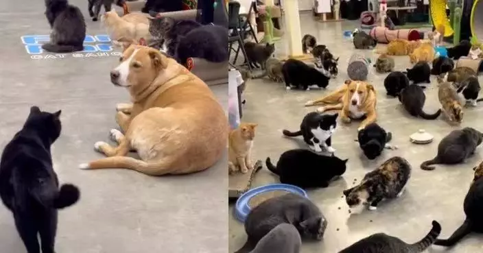 貓舍混入身型高大「超編義工」溫柔狗狗助飼主守護逾350隻流浪貓