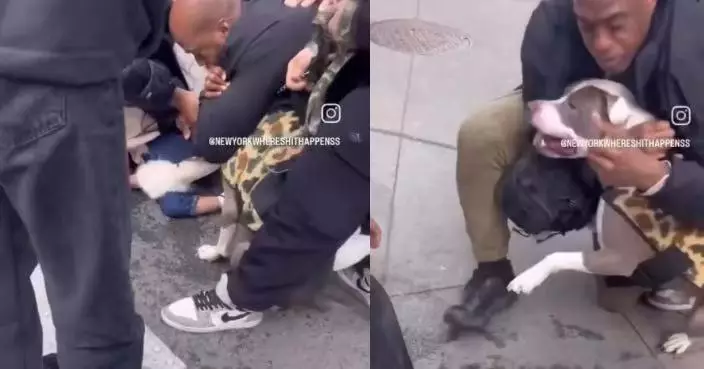 美男童廣場上遭比特犬猛咬腿部現血洞 飼主事後冷漠牽狗離場惹公憤