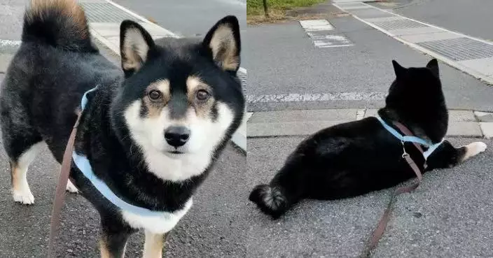 每日散步必等熱心老爺爺現身餵食 柴犬趴路口耐心苦候萌翻飼主