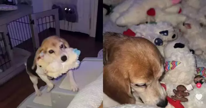 流浪12年沒床沒玩具 狗狗入住寄養家庭照顧每日叼20隻公仔上床瞓覺