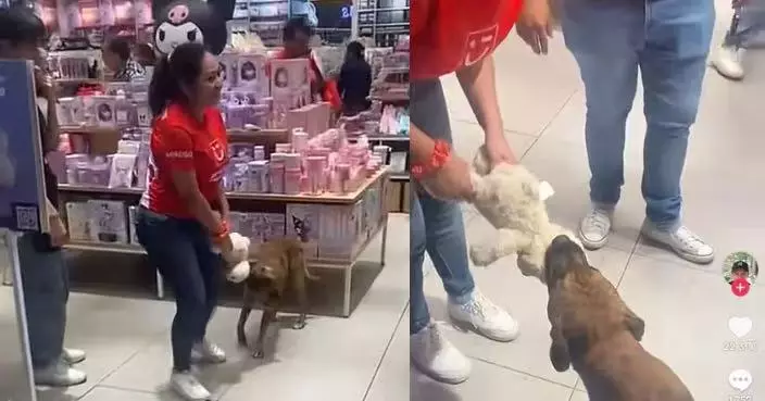 流浪犬闖商場叼走公仔遭阻攔 圍觀民眾集體掏錢幫買單 暖心結局曝光