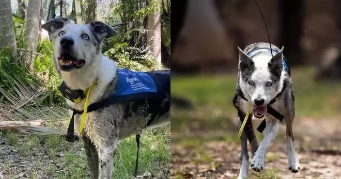過動遭棄養 澳洲牧羊犬化身搜救犬奔走火場救逾百隻受困樹熊獲表彰