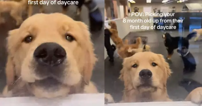 被送去寵物日托中心 黃金獵犬見主人接放學秒露哀怨神情