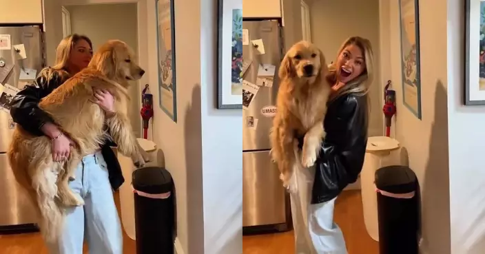 打破「傻白甜」刻板形象 美國金毛犬接受智力測驗表現驚人