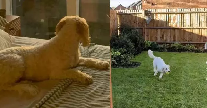 不忍愛犬每日隔窗發呆 英夫婦賣掉倫敦居所跨200公里遷居換大花園供毛孩盡情奔跑
