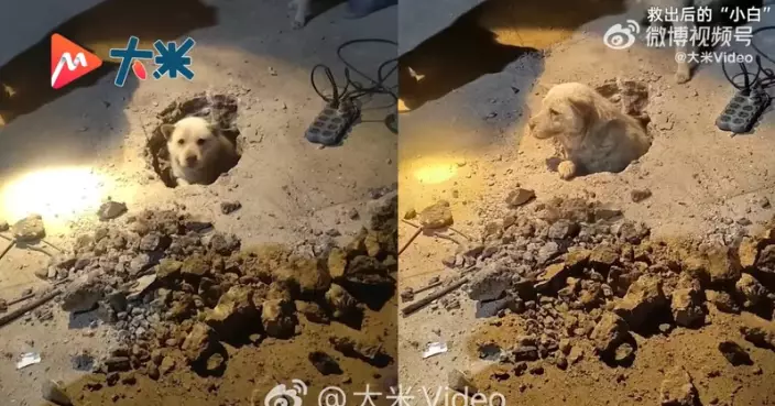 鑽下水道受困逾20小時 小白狗獲多名村民出動挖掘機破地逾4小時救出