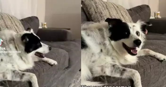 追劇聽到主角狂喊自己名字 邊境牧羊犬滿臉震驚又困惑萌翻網民