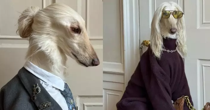 氣場強大似超模！阿富汗獵犬憑時尚百變穿搭爆紅吸逾10萬粉絲